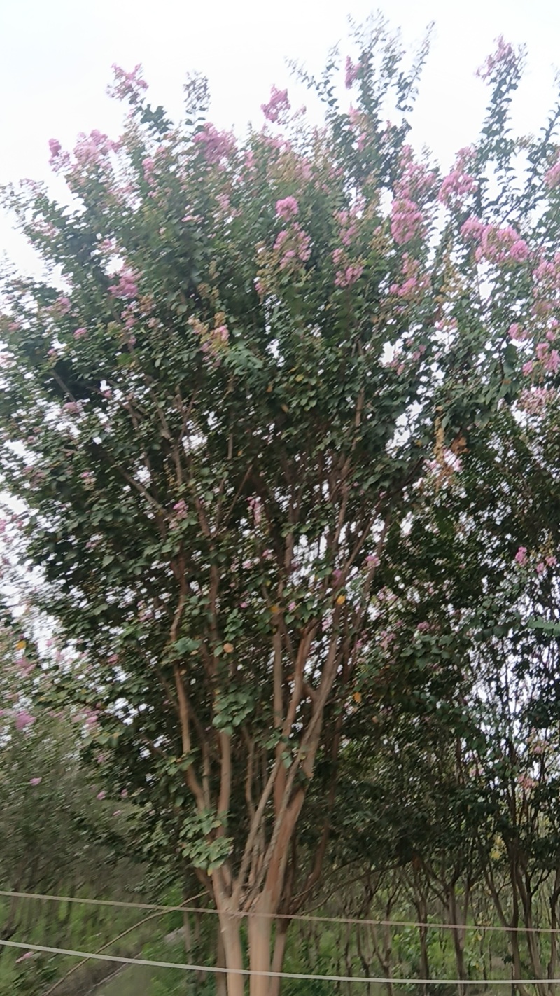 绿化苗木