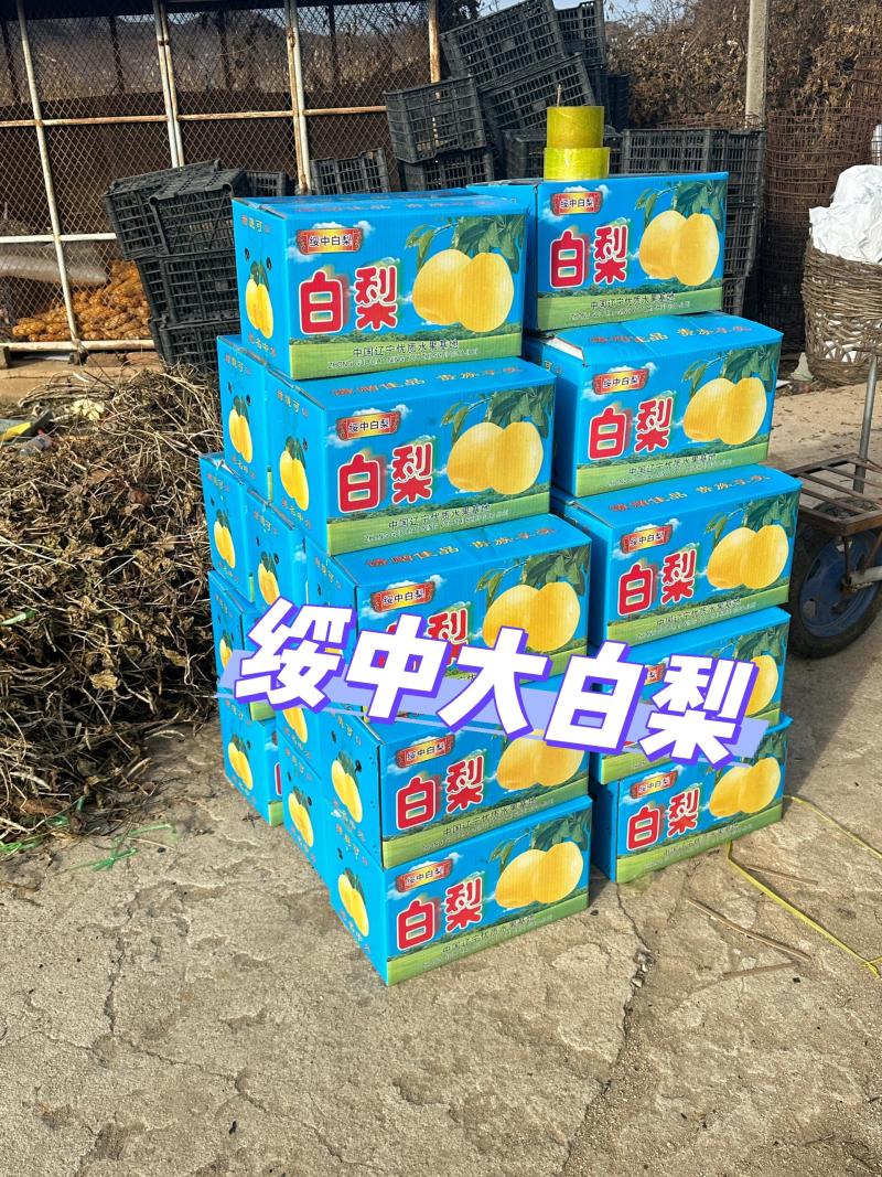 辽宁绥中核心产区，正宗秋白梨，脆甜多汁