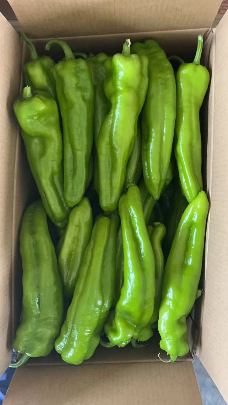 大棚牛角