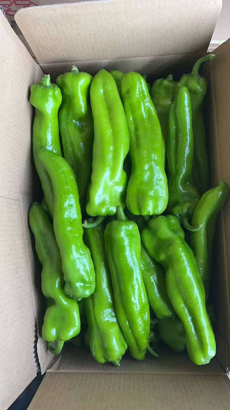 大棚牛角