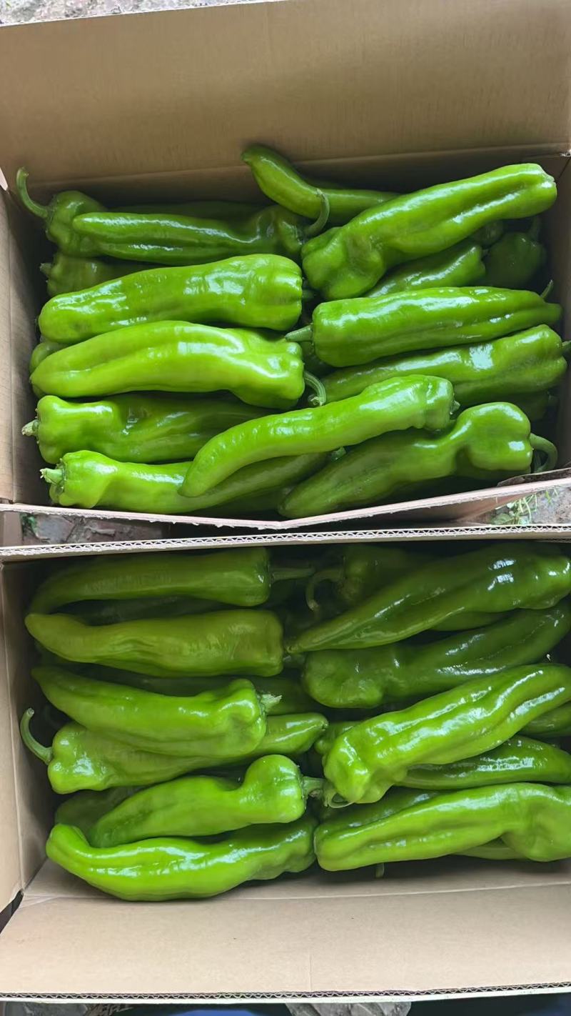 大棚牛角