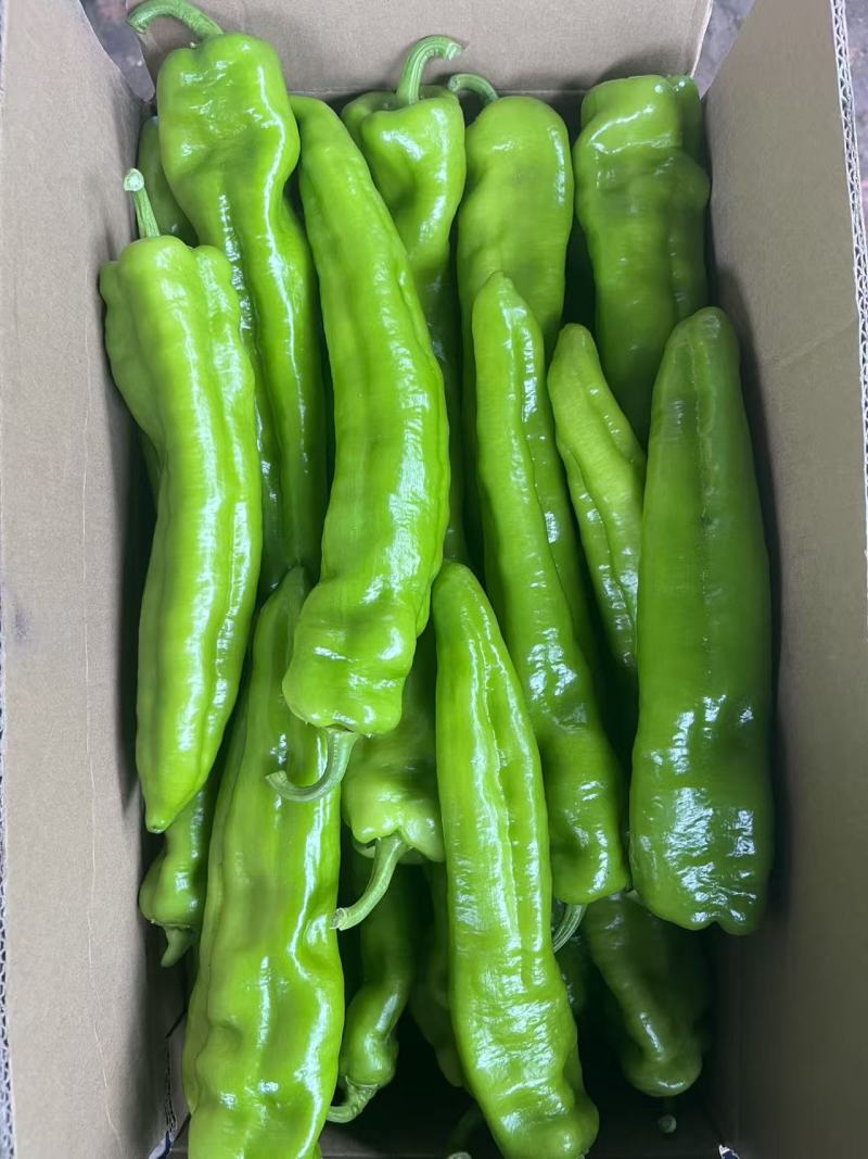 大棚牛角