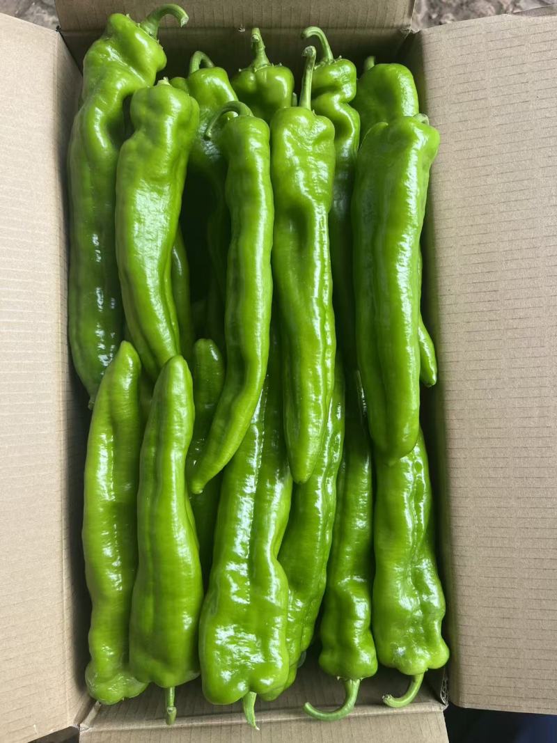 大棚牛角