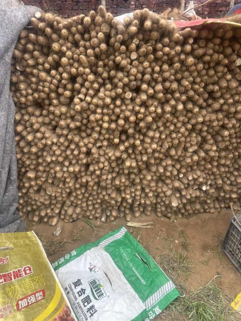 白玉山药网袋