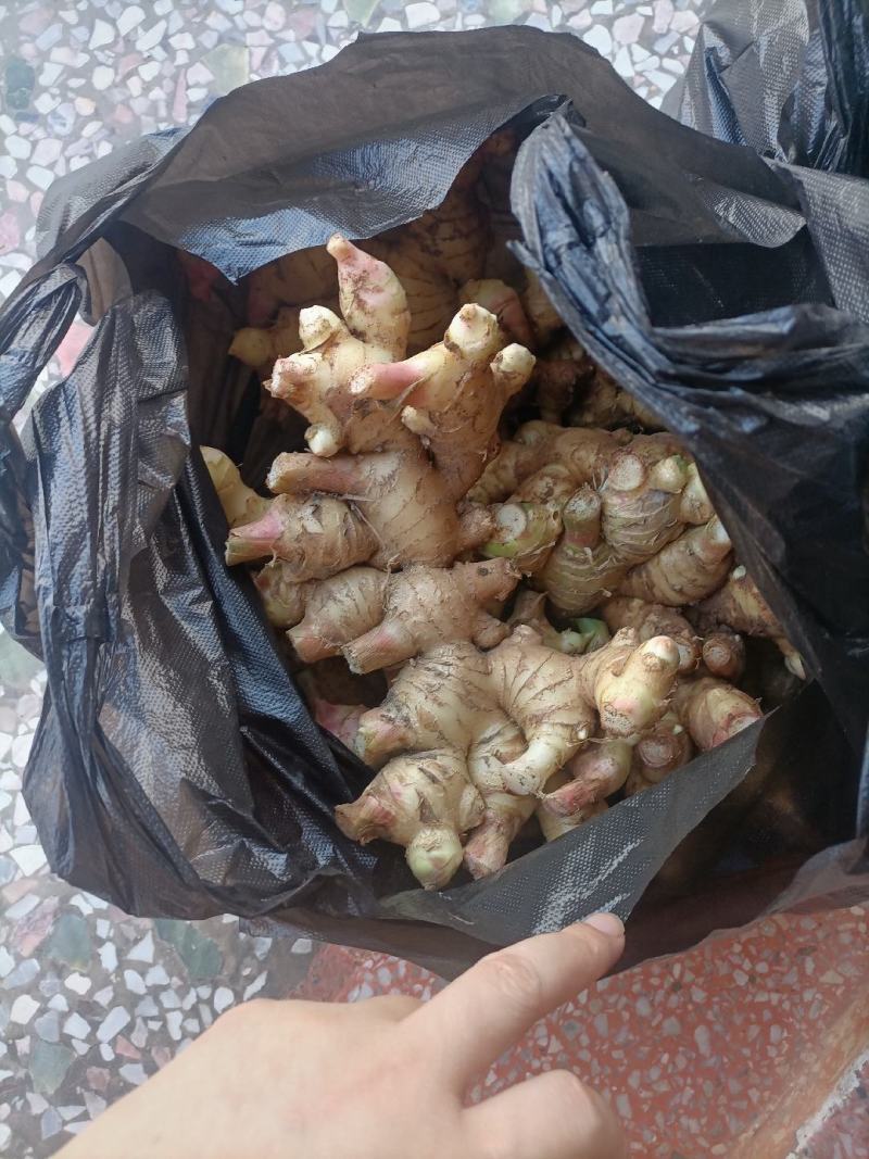 小黄姜