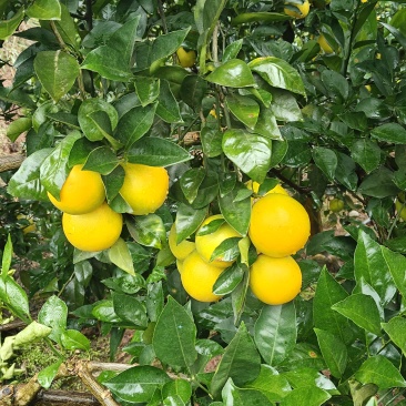 冰糖橙