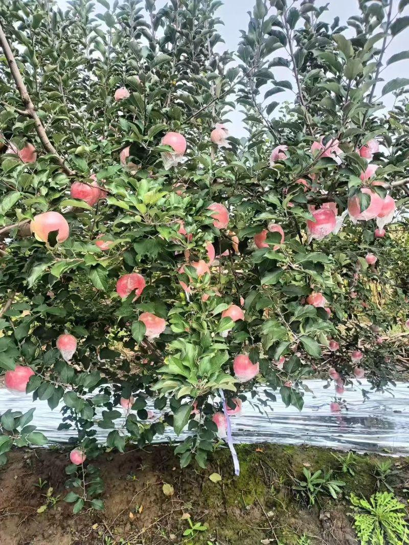 山西红富士苹果