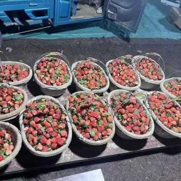 徐州草莓下量欢迎前来选购