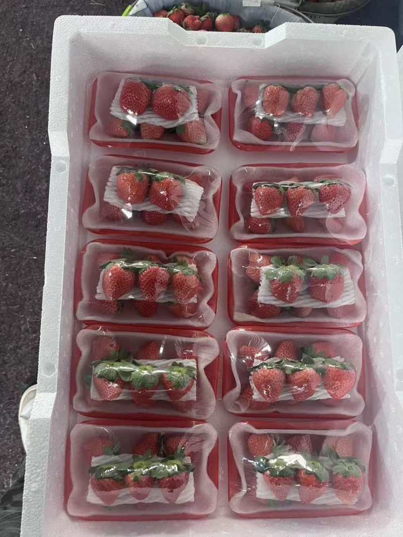 徐州草莓下量欢迎前来选购