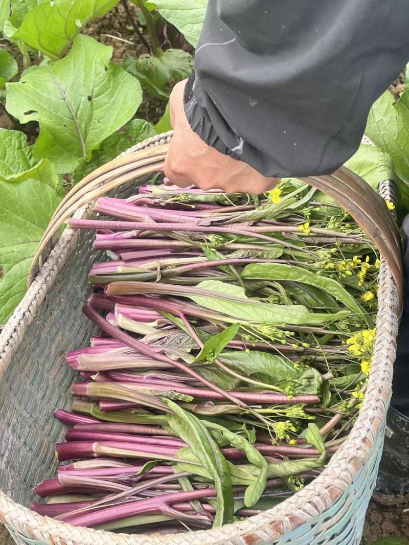 红菜苔