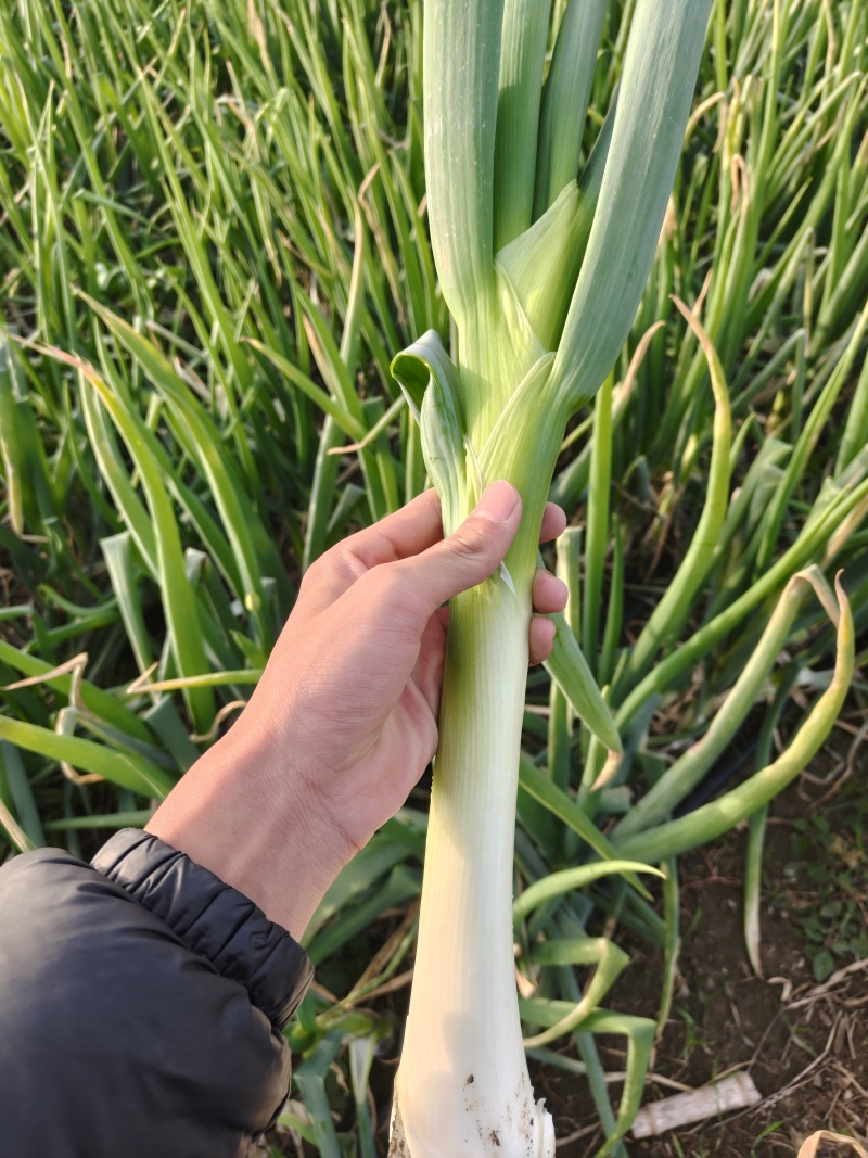 精品鸡腿葱河北石家庄新乐大批量有货