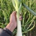 精品鸡腿葱河北石家庄新乐大批量有货