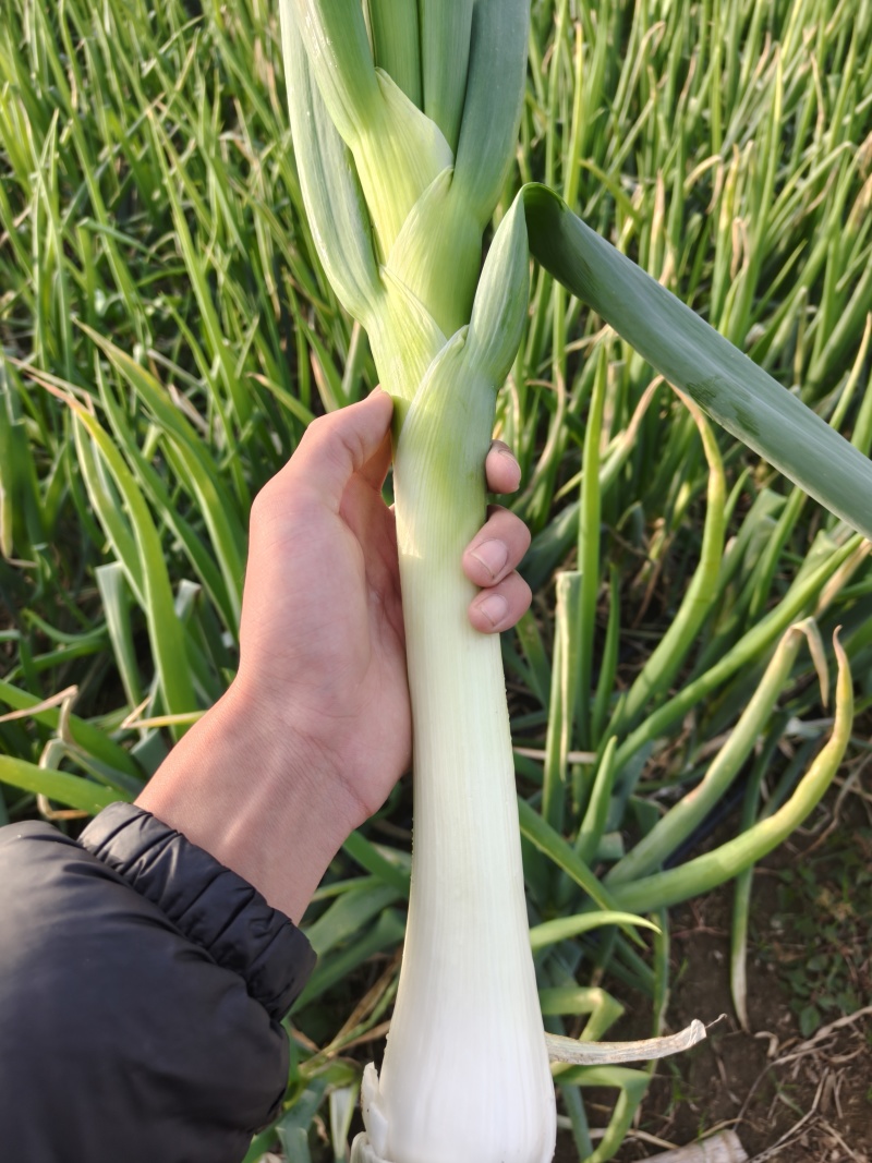 精品鸡腿葱河北石家庄新乐大批量有货