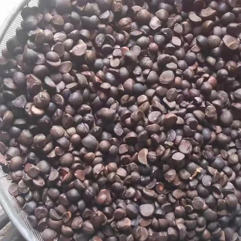 油茶籽