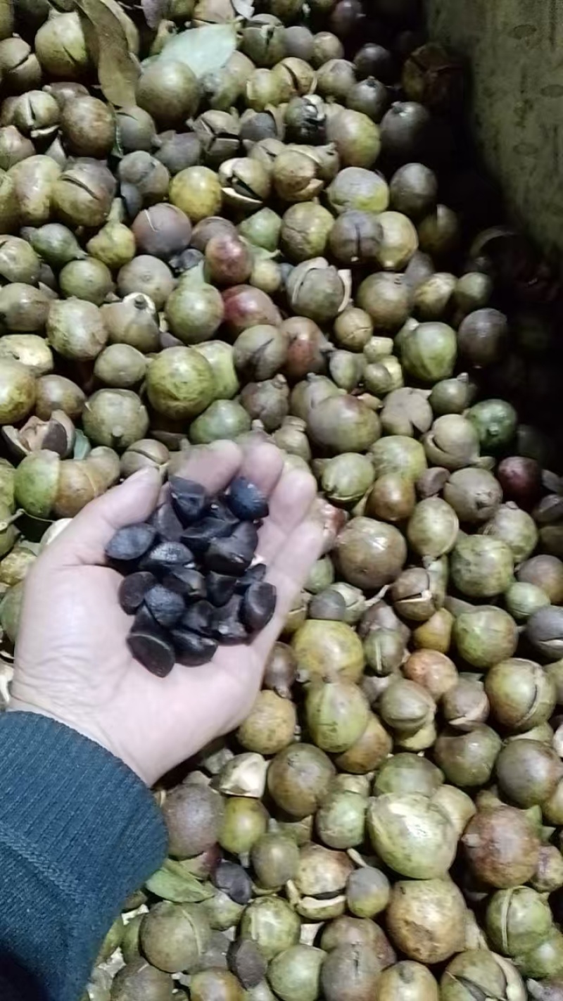 油茶籽