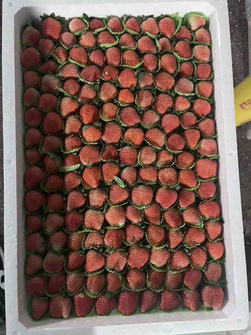 草莓开始上量