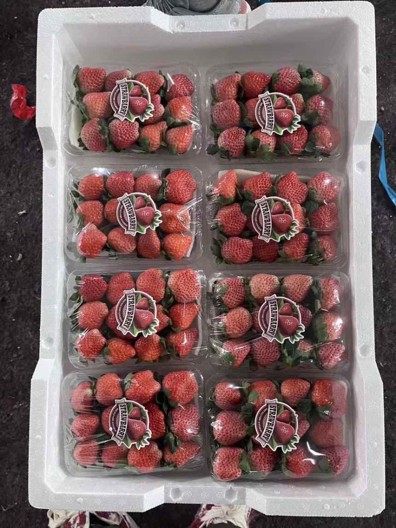 草莓开始上量