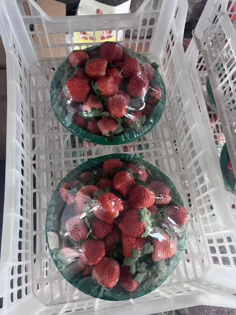 草莓开始上量
