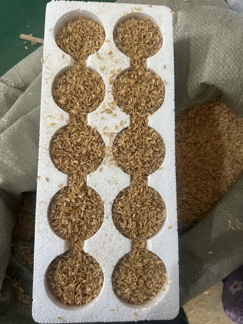 雁鹅蛋，大鹅蛋，电商社区团购一件代发