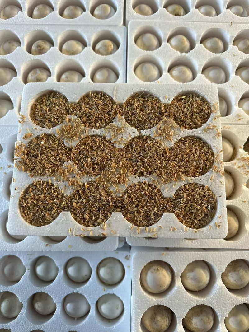 雁鹅蛋，大鹅蛋，电商社区团购一件代发