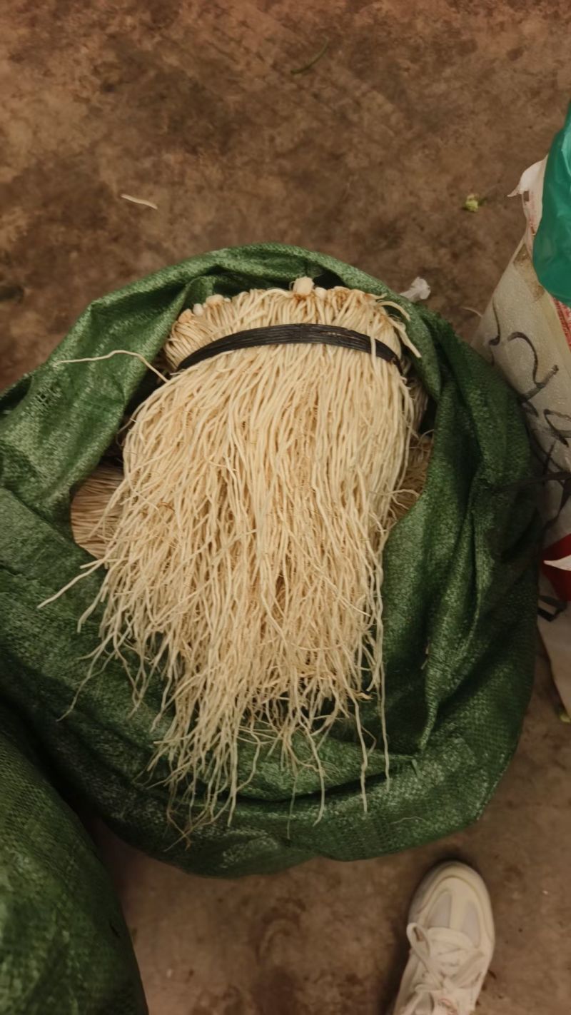 精品云南撇菜根价格实惠