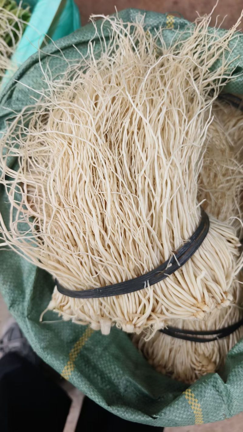 精品云南撇菜根价格实惠