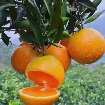 湖南纽荷尔橙