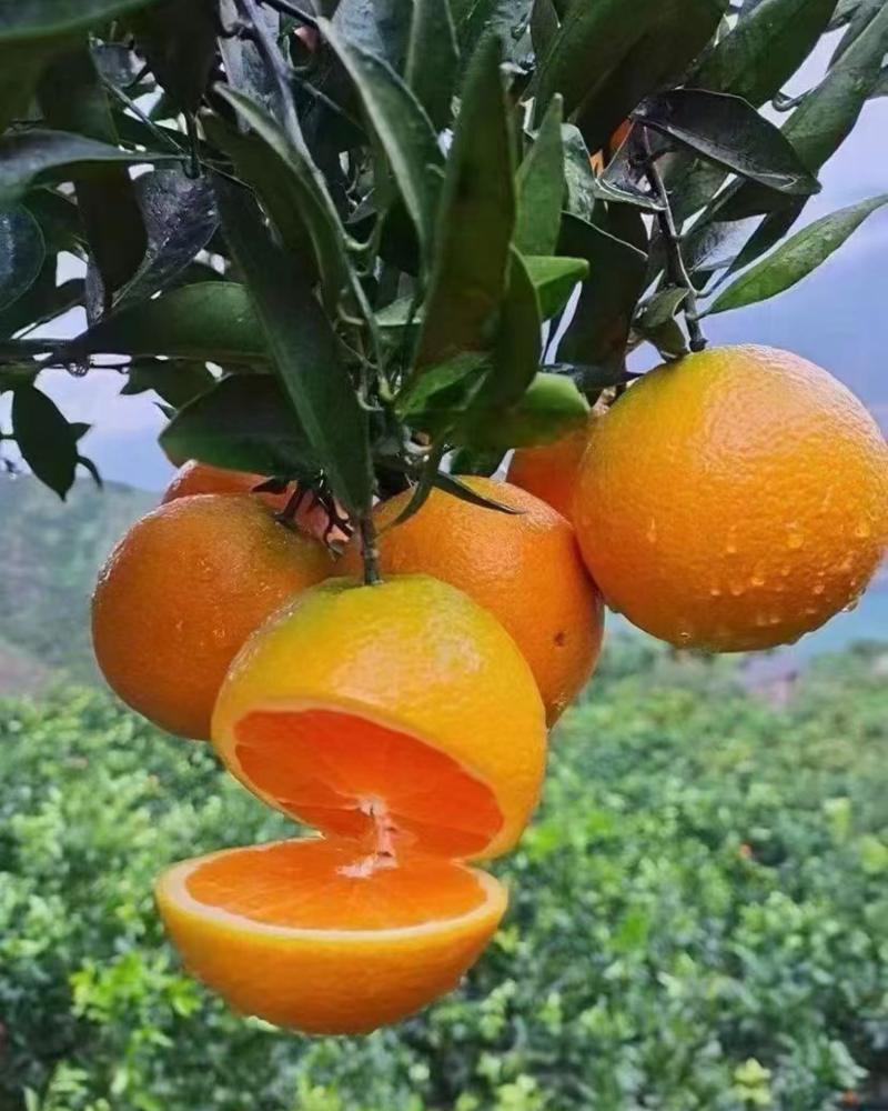 湖南纽荷尔橙