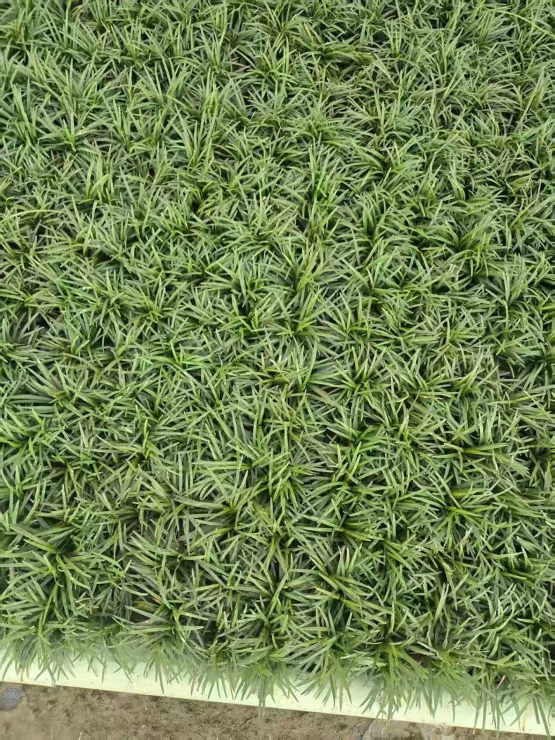 北海道黄杨，隔离带，篱笆苗，色块苗，灌木球球