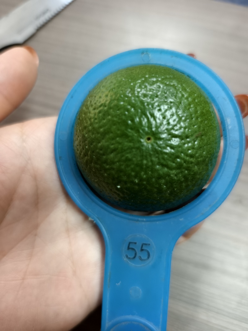 广西皇帝柑