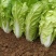 白菜黄心白菜品质保证量大从优价格实惠