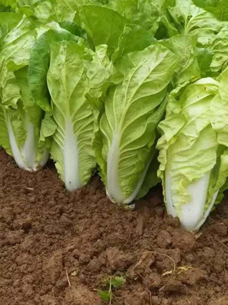 白菜黄心白菜品质保证量大从优价格实惠