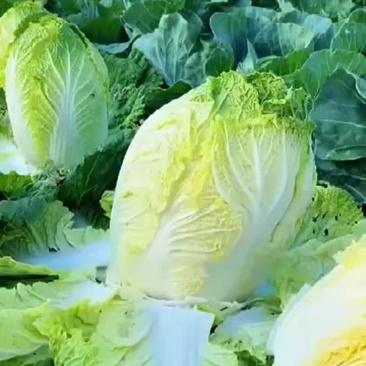 白菜黄心白菜品质保证量大从优价格实惠