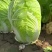 白菜黄心白菜品质保证量大从优价格实惠