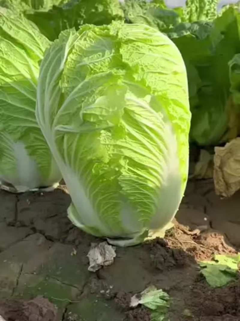 白菜黄心白菜品质保证量大从优价格实惠