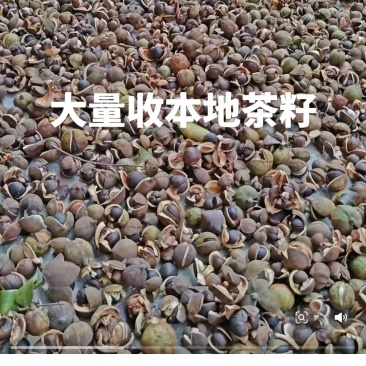 海南山柚果