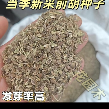 白花前胡种子
