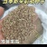 白花前胡种子