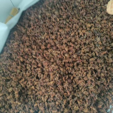 云南红河干八角库存有2000斤如需与我电联