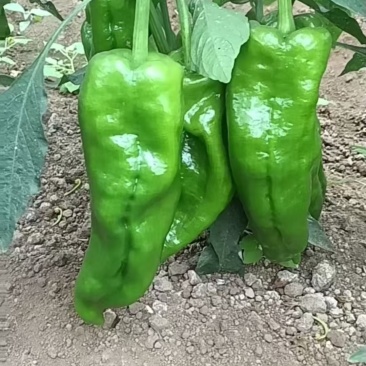 地头鲜辣椒