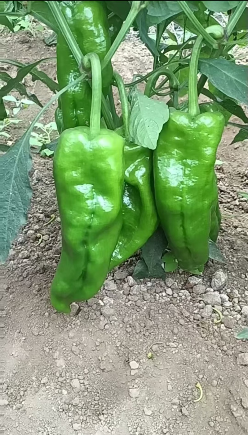 地头鲜辣椒