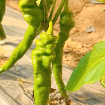 鲜辣椒