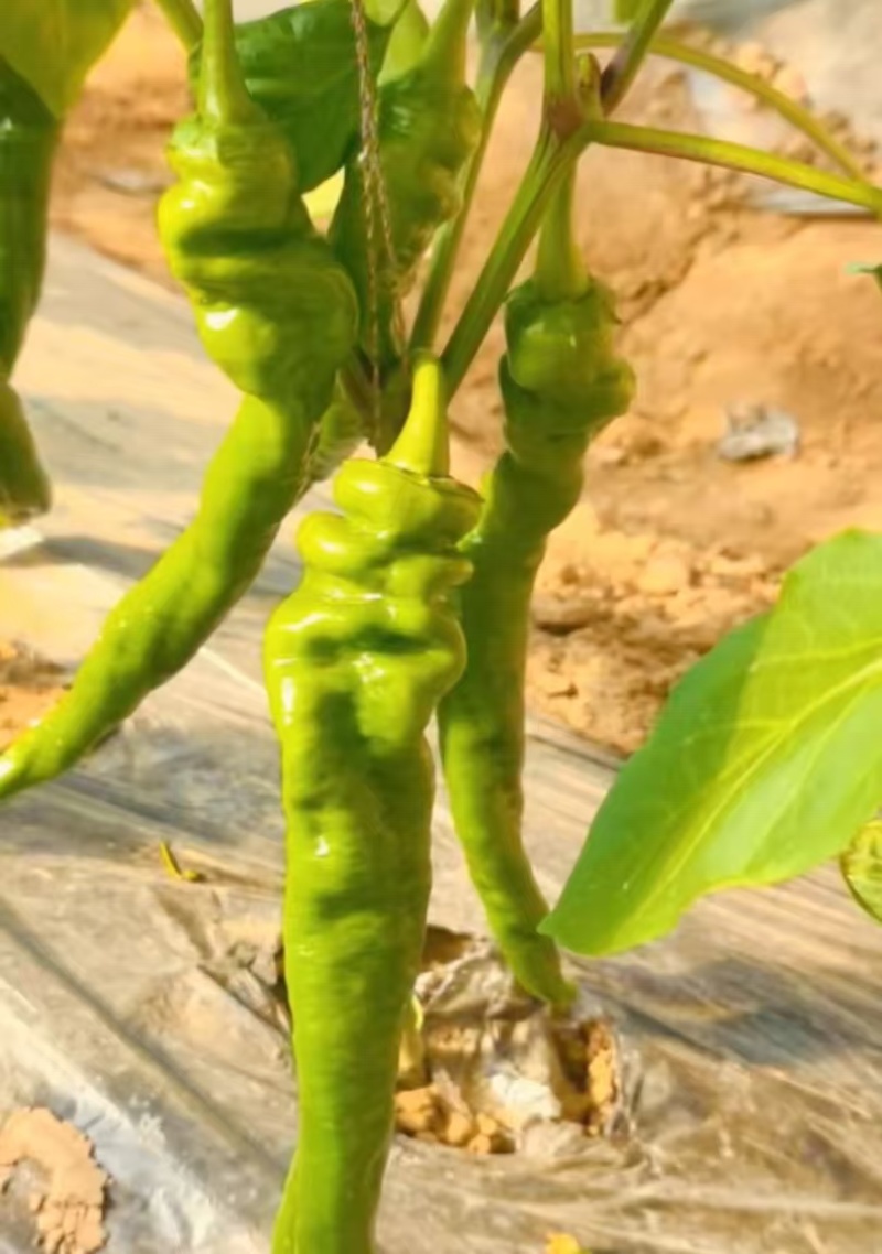 鲜辣椒