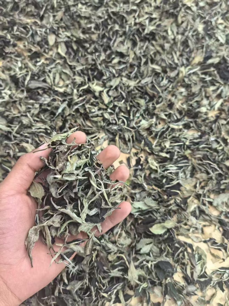 云南高山茶产地批发