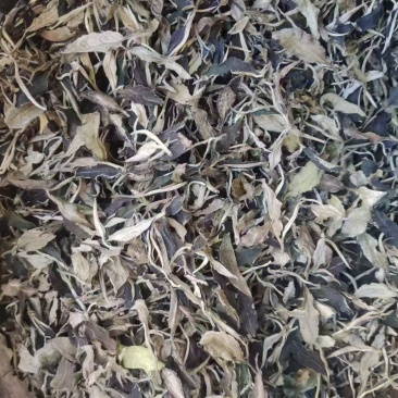 云南高山茶产地批发