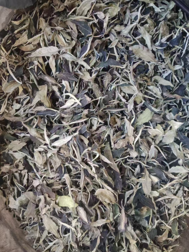 云南高山茶产地批发