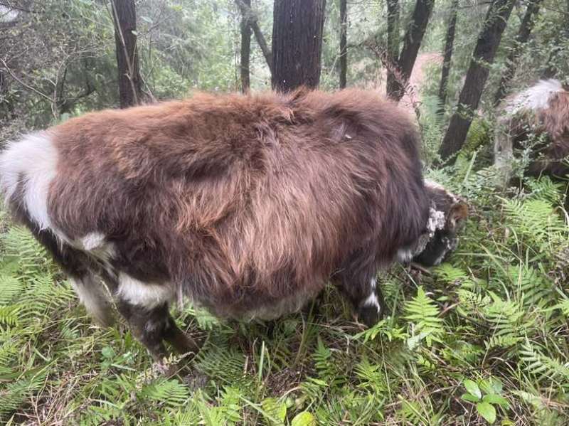 小牛仔