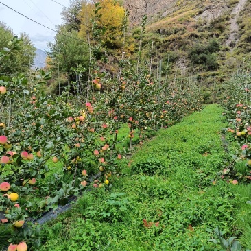 四川省阿坝州茂县茂汶瑞雪苹果