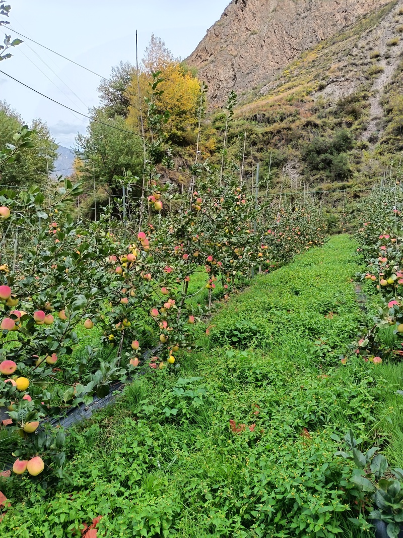 四川省阿坝州茂县茂汶瑞雪苹果