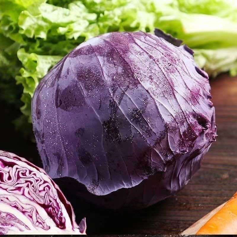 紫甘蓝秧苗紫甘蓝包菜苗卷心活苗春秋盆栽高产蔬菜苗新鲜包头菜苗